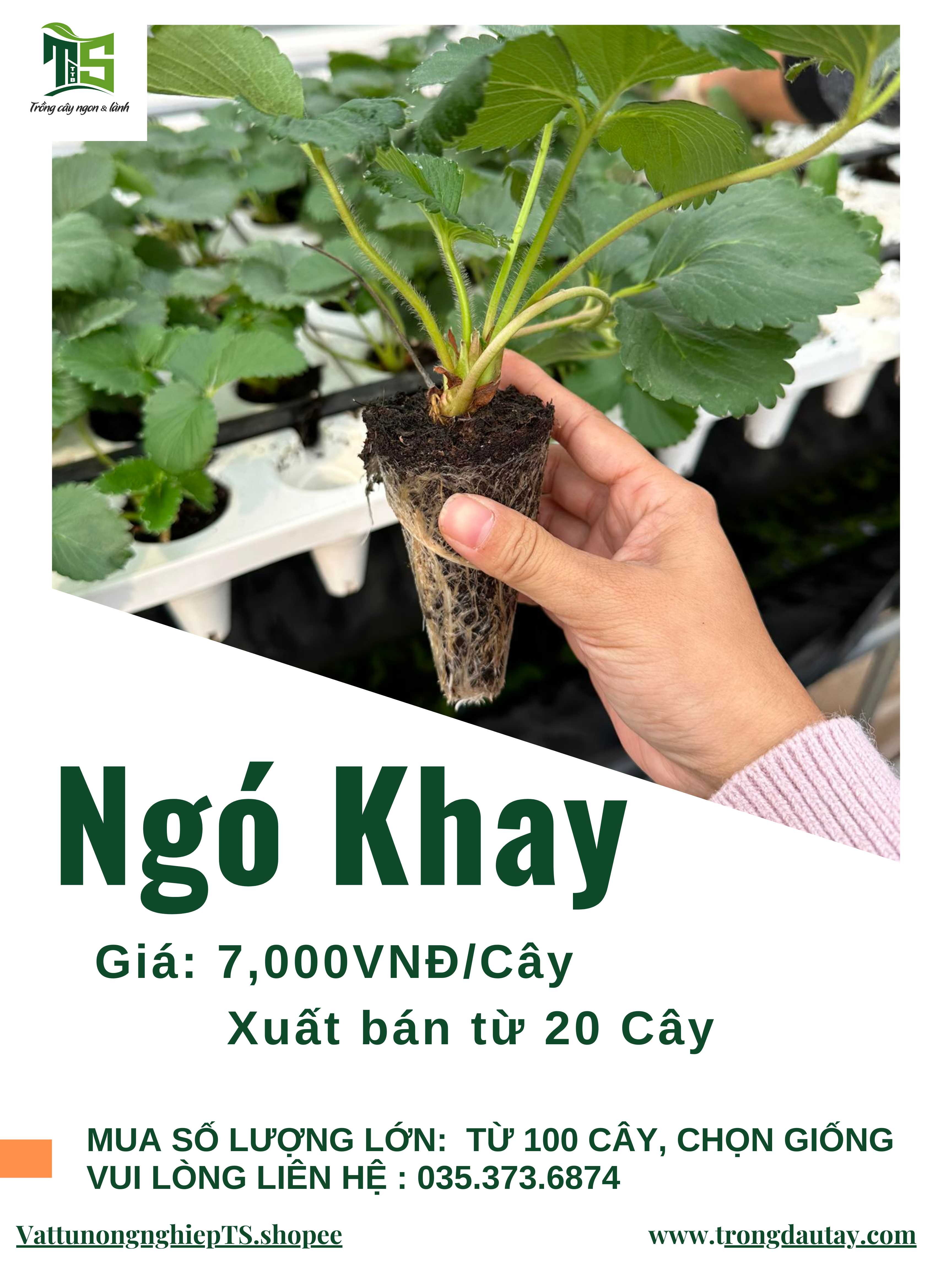Ngó Dâu Tây
