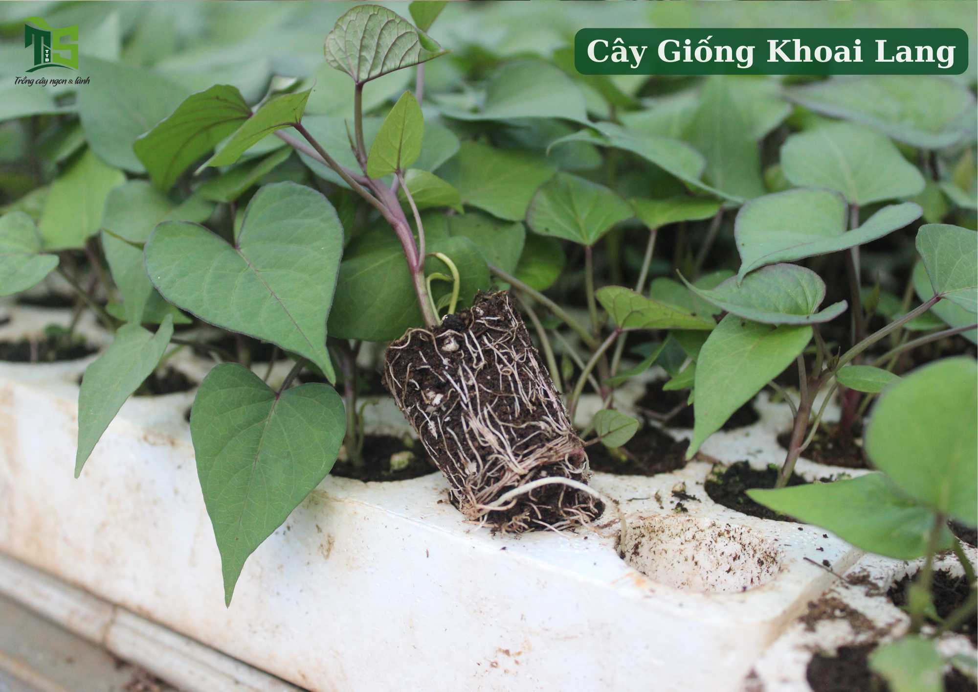 Vỉ 112 Cây Khoai Lang Nhật Ruột Vàng  DJF