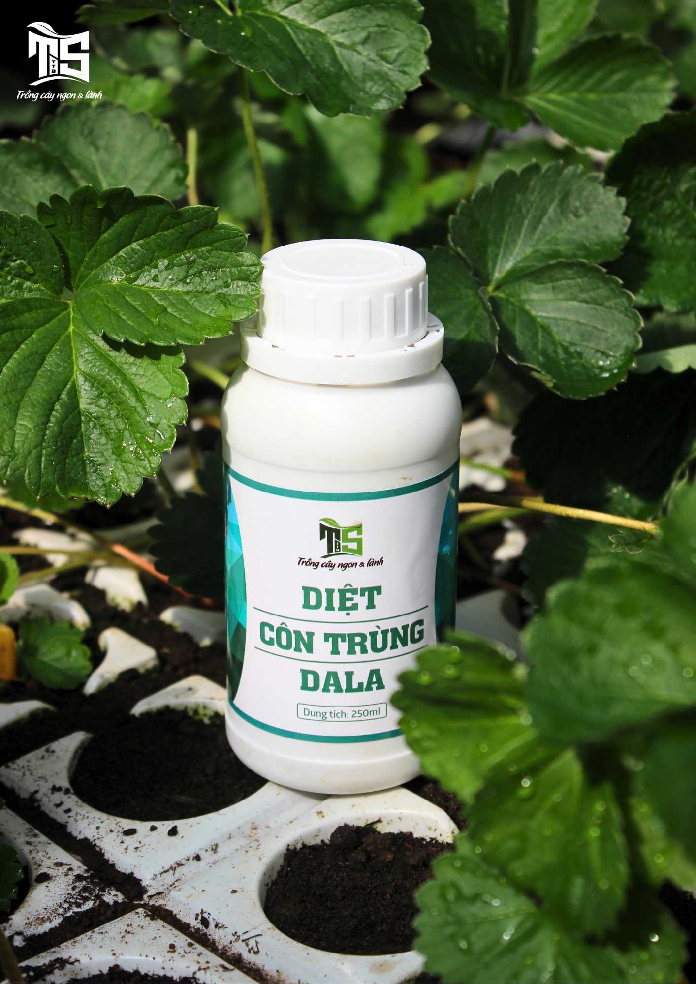 Diệt Côn Trùng DaLa (Chai 250ML)