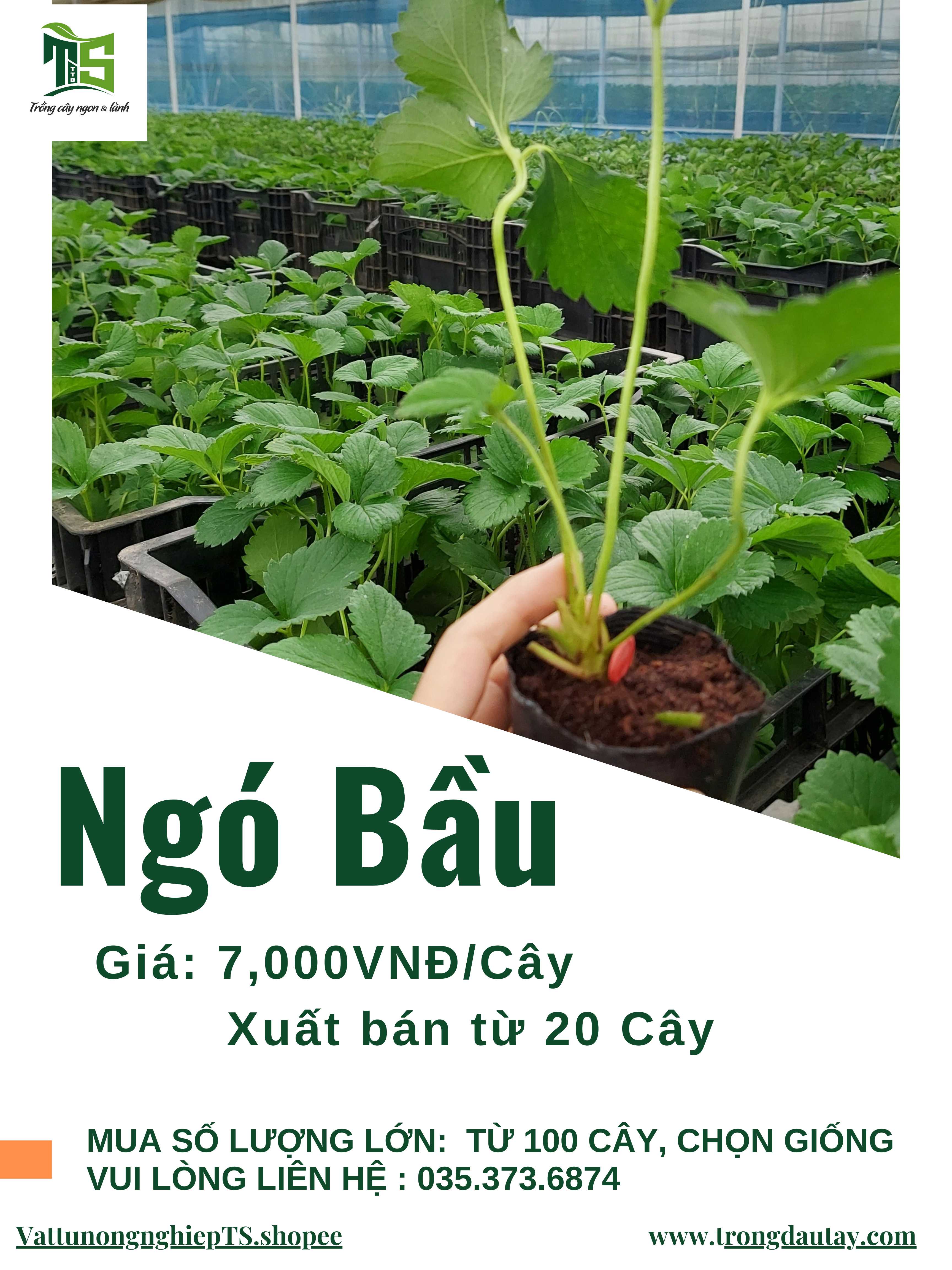 Ngó Dâu Tây