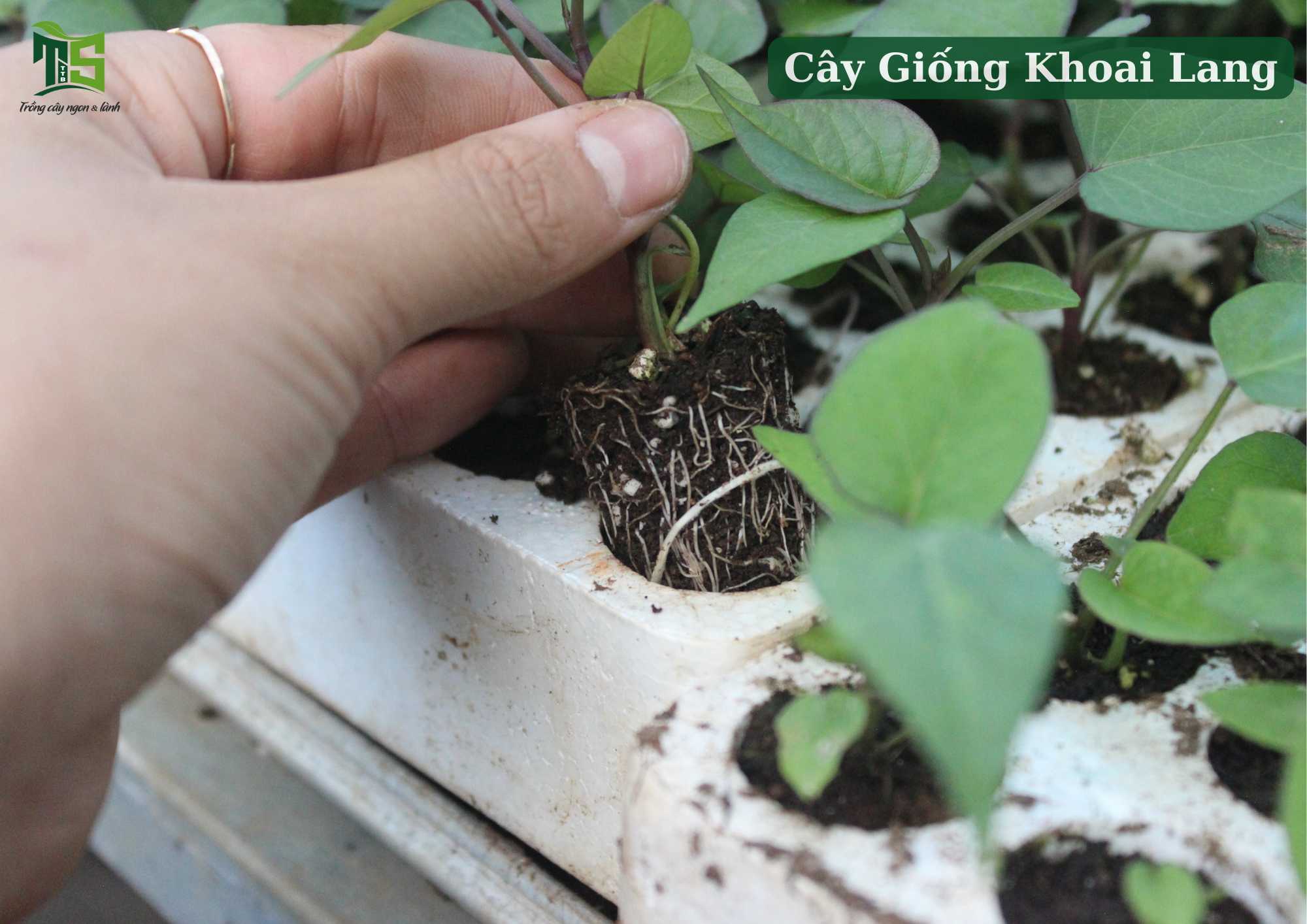 Vỉ 112 Cây Khoai Lang Nhật Ruột Vàng  DJF