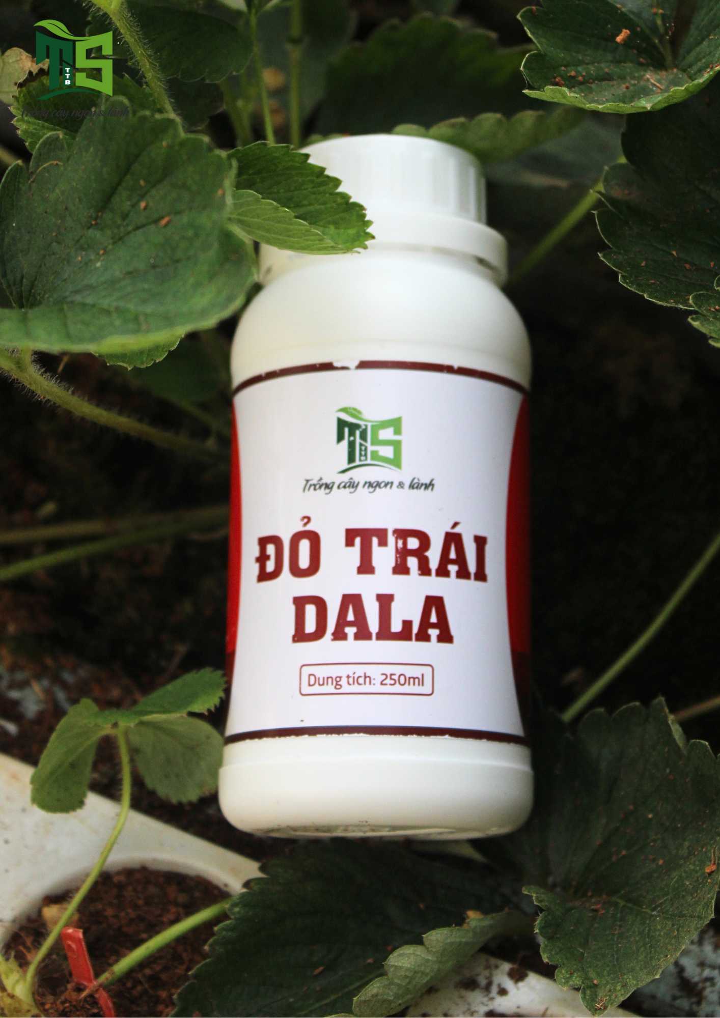Đỏ Trái DALA/ Chai 250ML