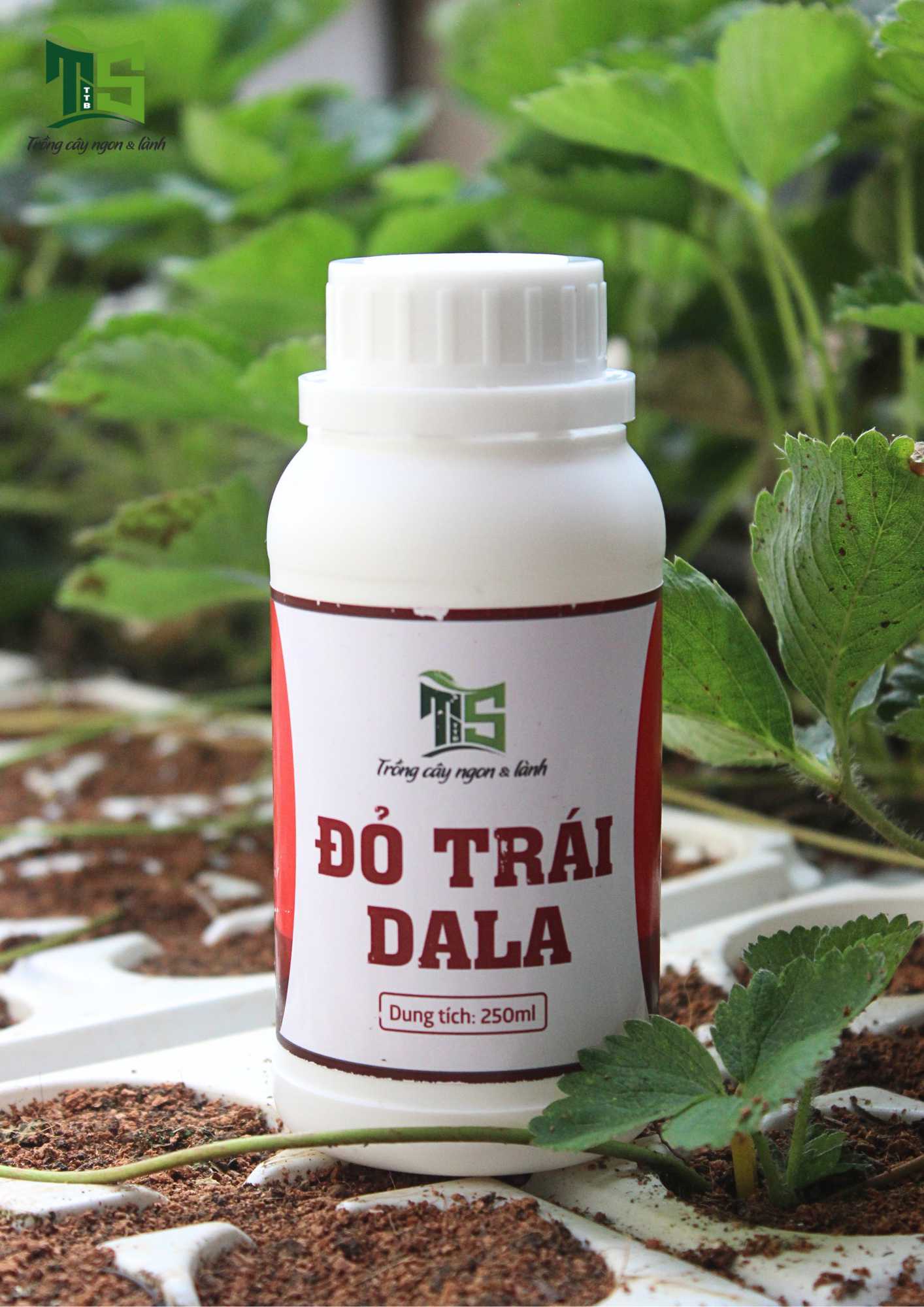 Đỏ Trái DALA/ Chai 250ML