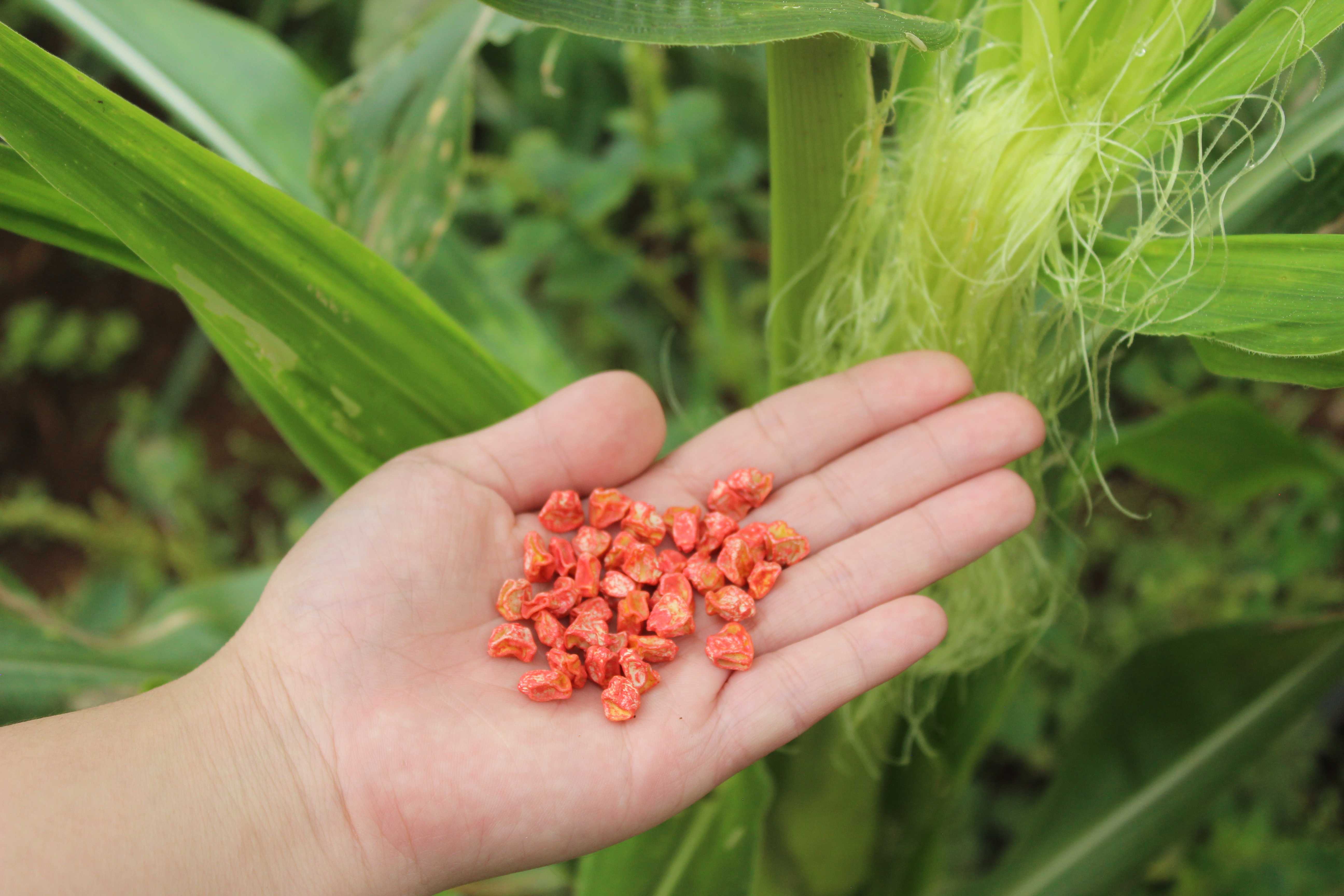 Hạt Giống Bắp Trái Cây (Có Thể Ăn Sống)