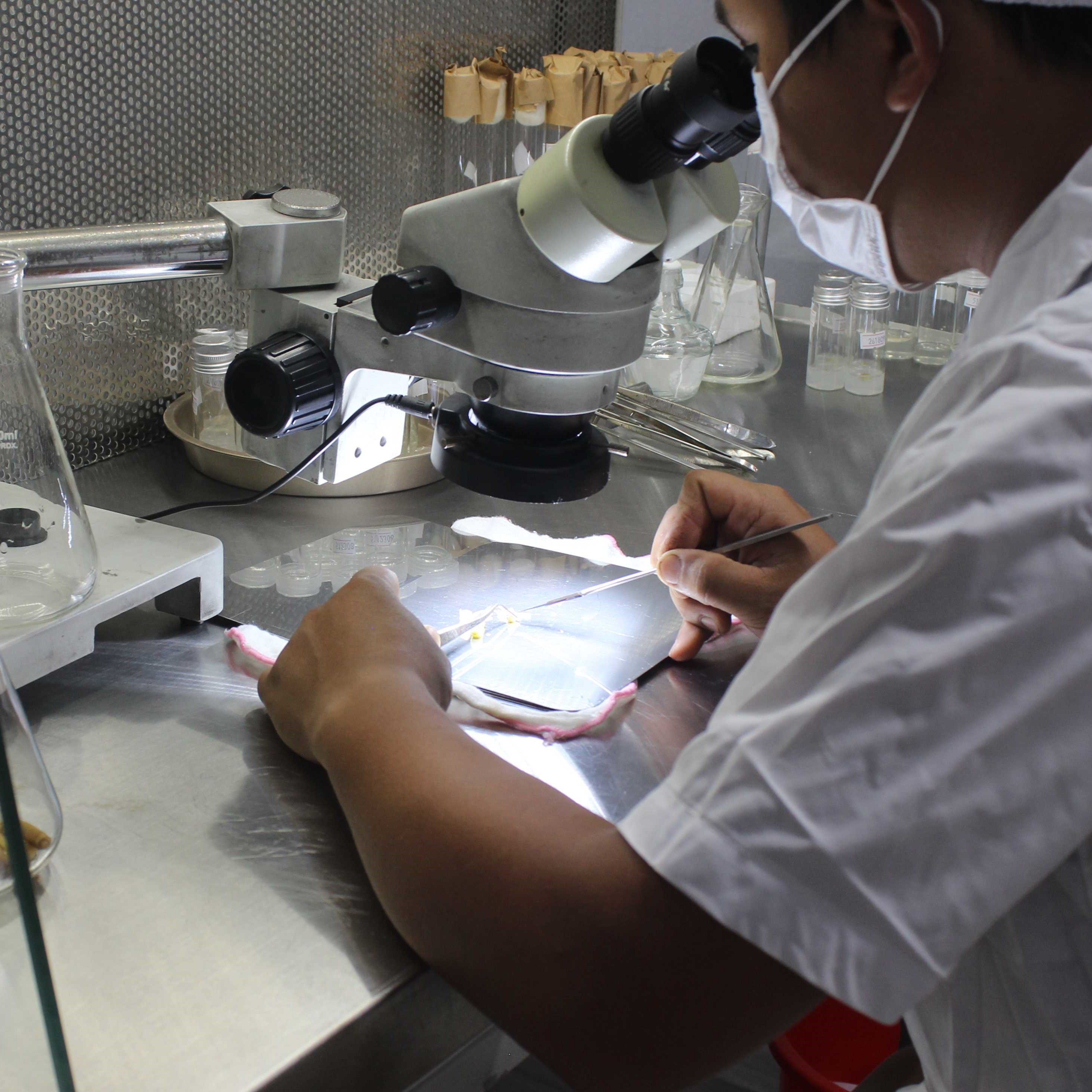 Phục Tráng Cây Giống