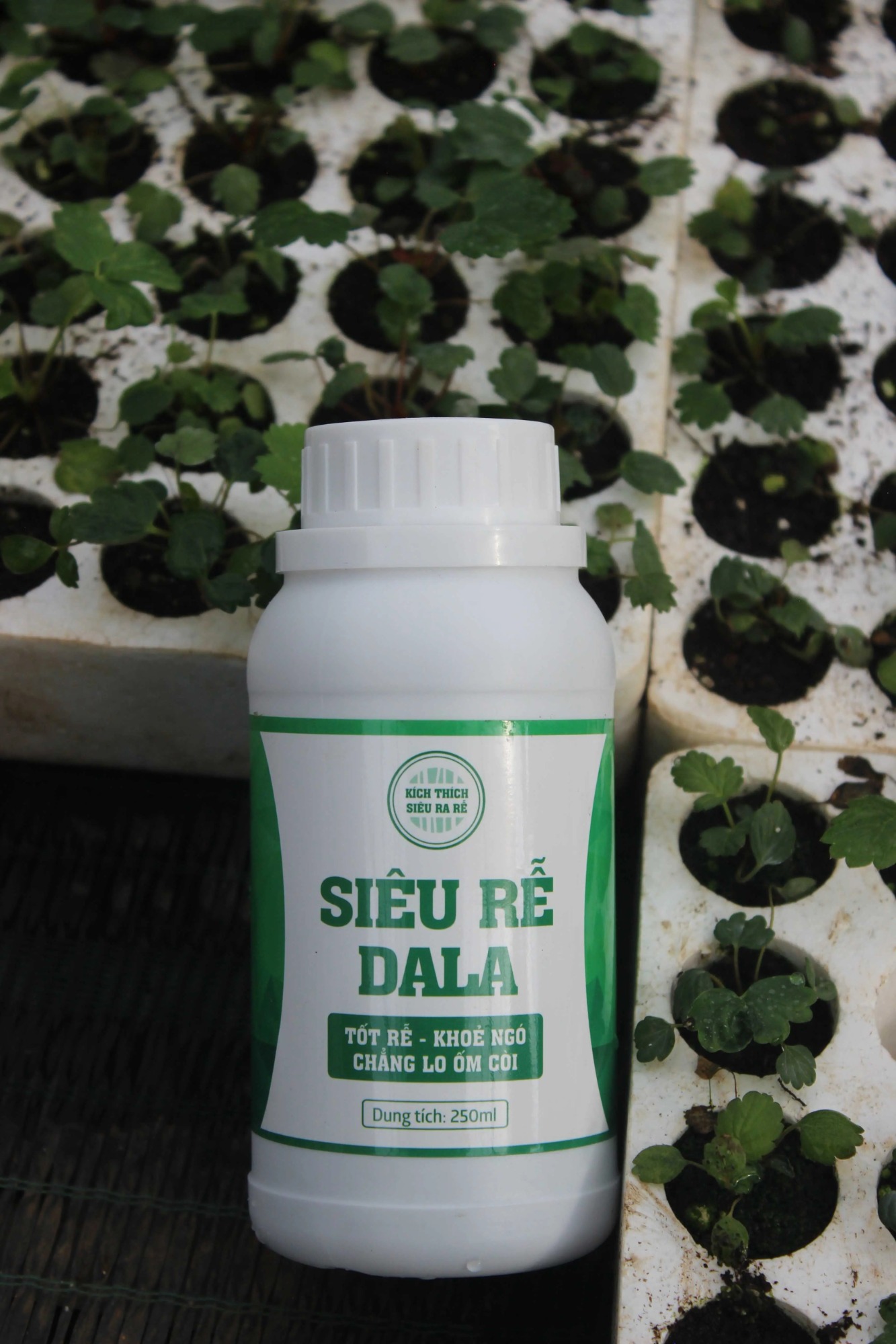 Siêu Rễ DaLa