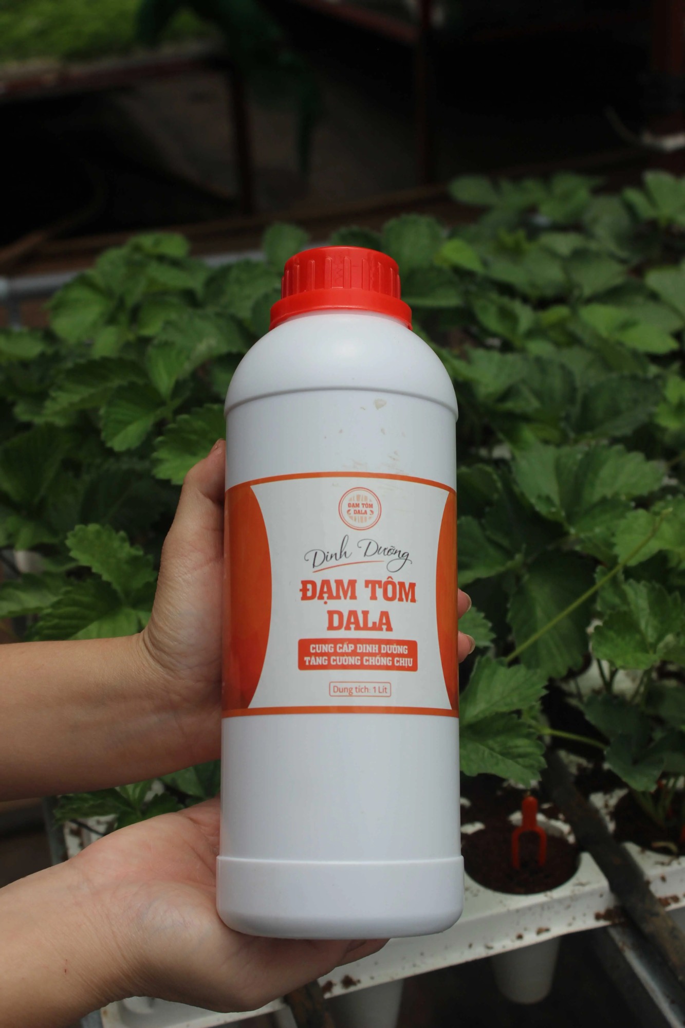 1 Lít Đạm Tôm DALA