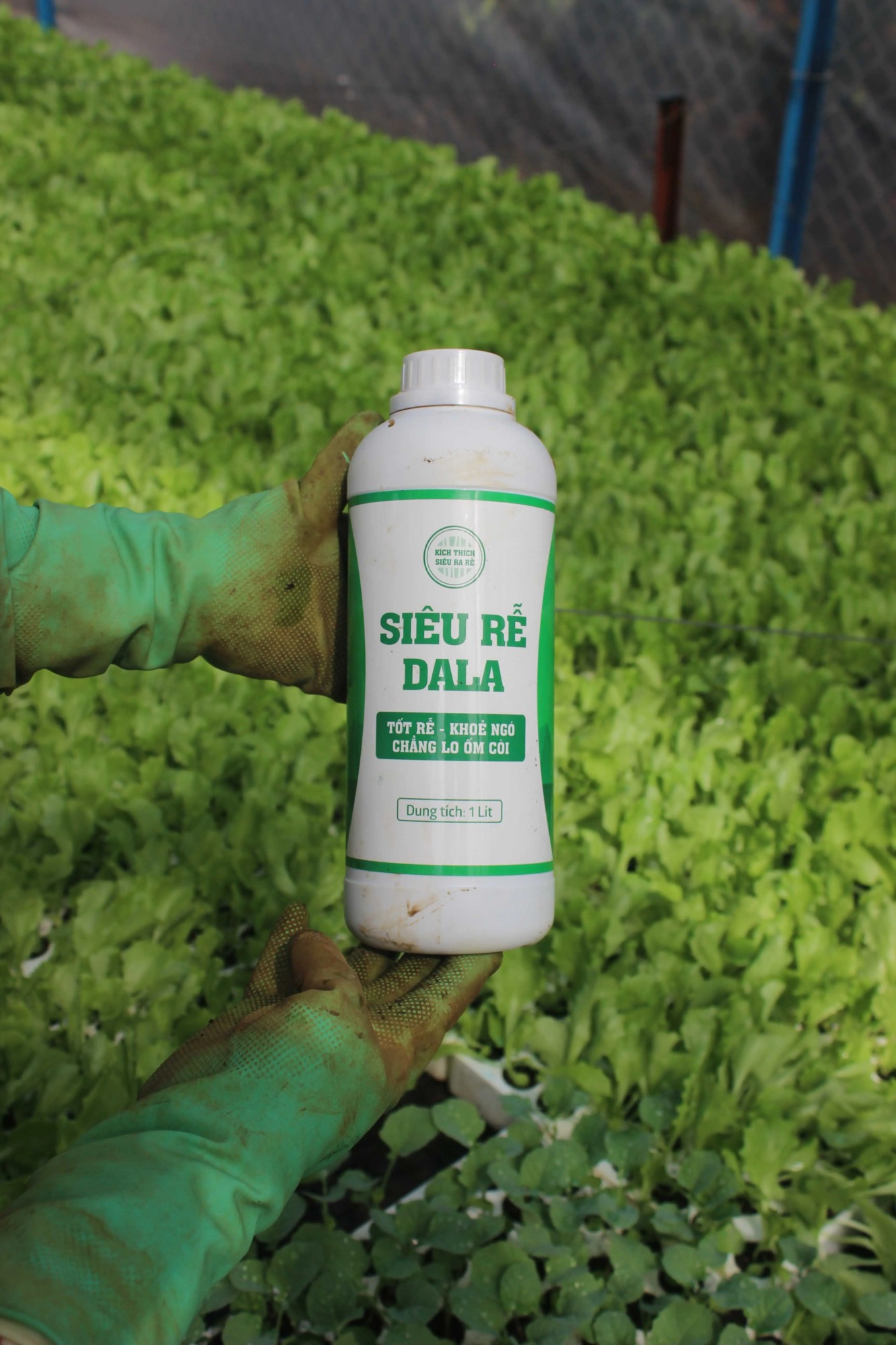 Siêu Rễ DaLa