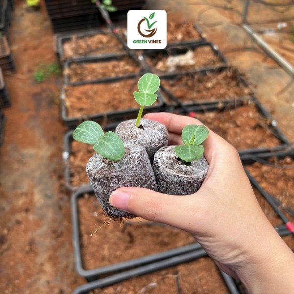 Viên nén xơ dừa ươm cây 1000 viên