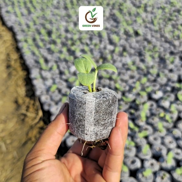 Viên nén xơ dừa ươm cây 1000 viên