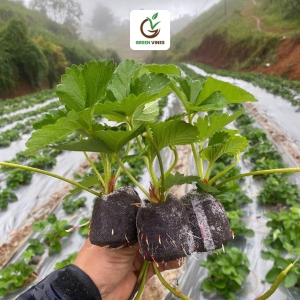 Viên nén xơ dừa ươm cây 1000 viên