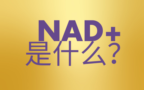 NAD+是什么？