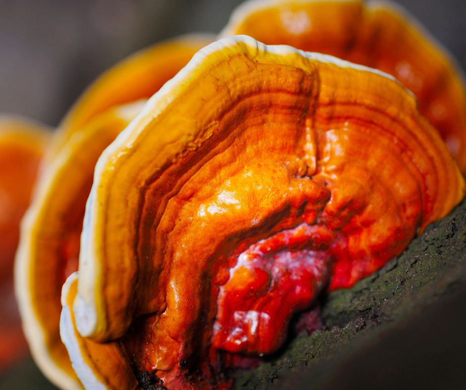 Cách Sử Dụng Nấm Linh Chi Hiệu Quả