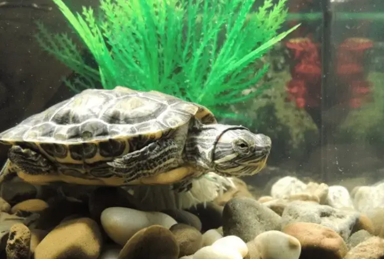 Rùa phong thủy mang tới sức khỏe và tài lộc