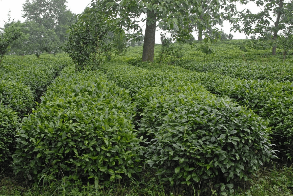 Seeking the Origins of Tea