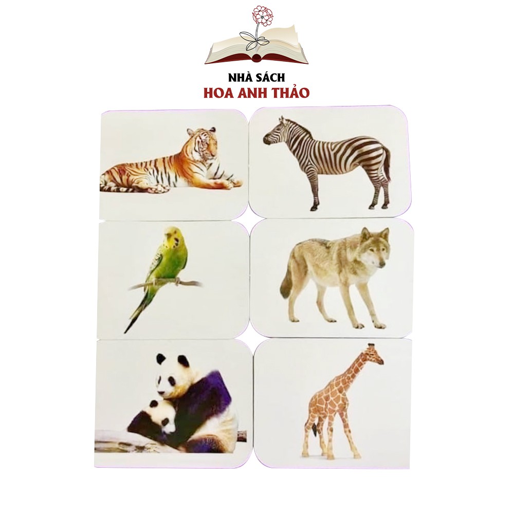 Flashcard Dạy trẻ về thế giới xung quanh Việt Hà song ngữ 19 chủ đề Glenn Doman từ 0-6 tuổi