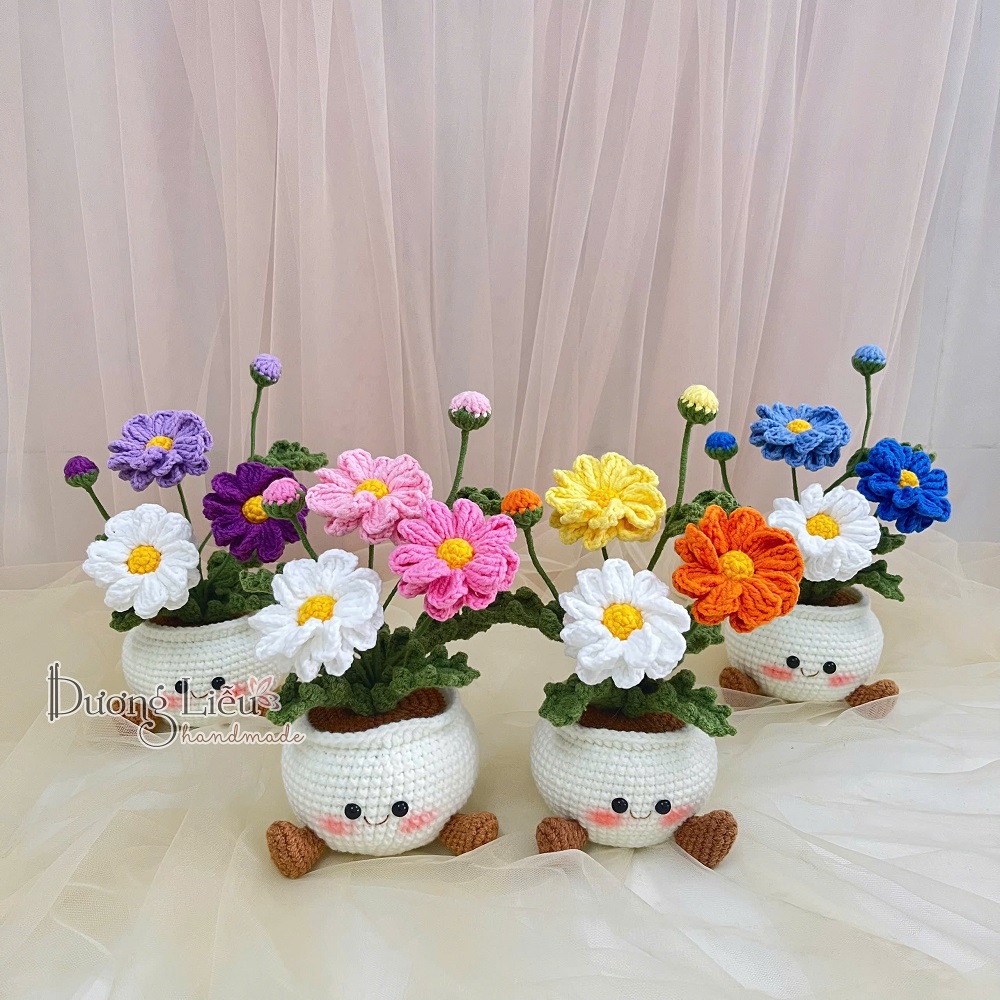 Chậu hoa cúc mặt cười lớn