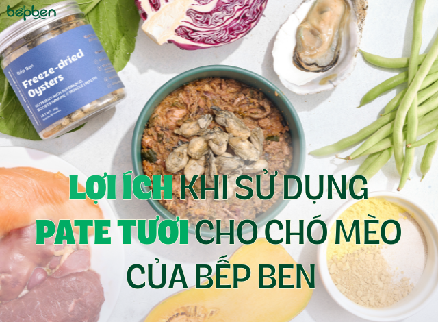 LỢI ÍCH KHI SỬ DỤNG PATE TƯƠI CHO CHO CHÓ MÈO CỦA BẾP BEN