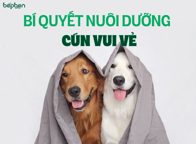 BÍ QUYẾT NUÔI DƯỠNG CÚN NHÀ BẠN VUI VẺ