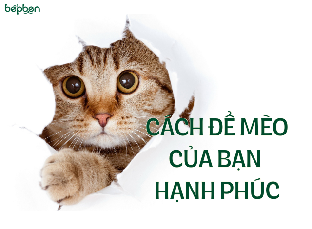 CÁCH ĐỂ MÈO CỦA BẠN HẠNH PHÚC