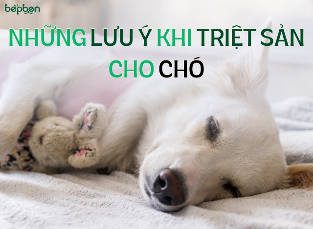 NHỮNG LƯU Ý KHI TRIỆT SẢN CHO CHÓ