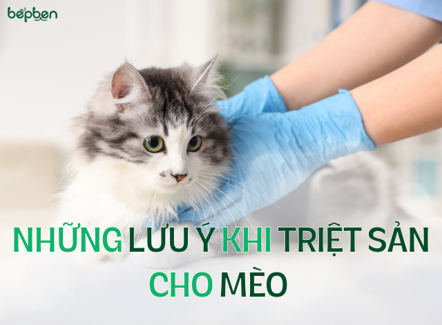NHỮNG LƯU Ý KHI TRIỆT SẢN CHO MÈO