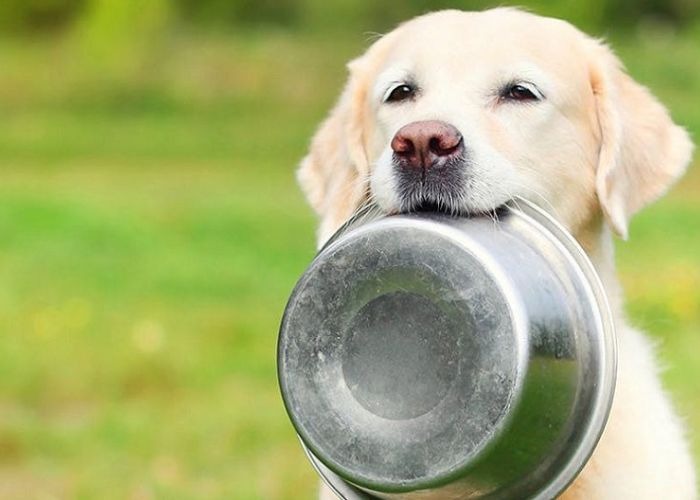 Chế độ dinh dưỡng cho chó khoa học giúp cún cưng luôn khỏe mạnh!