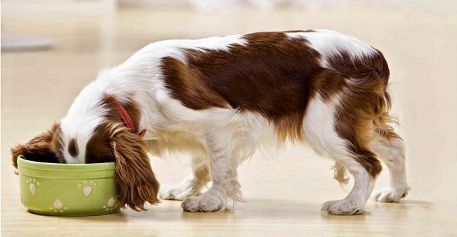NHỮNG ĐIỀU CẦN BIẾT KHI SỬ DỤNG THỨC ĂN TƯƠI CHO CHÓ