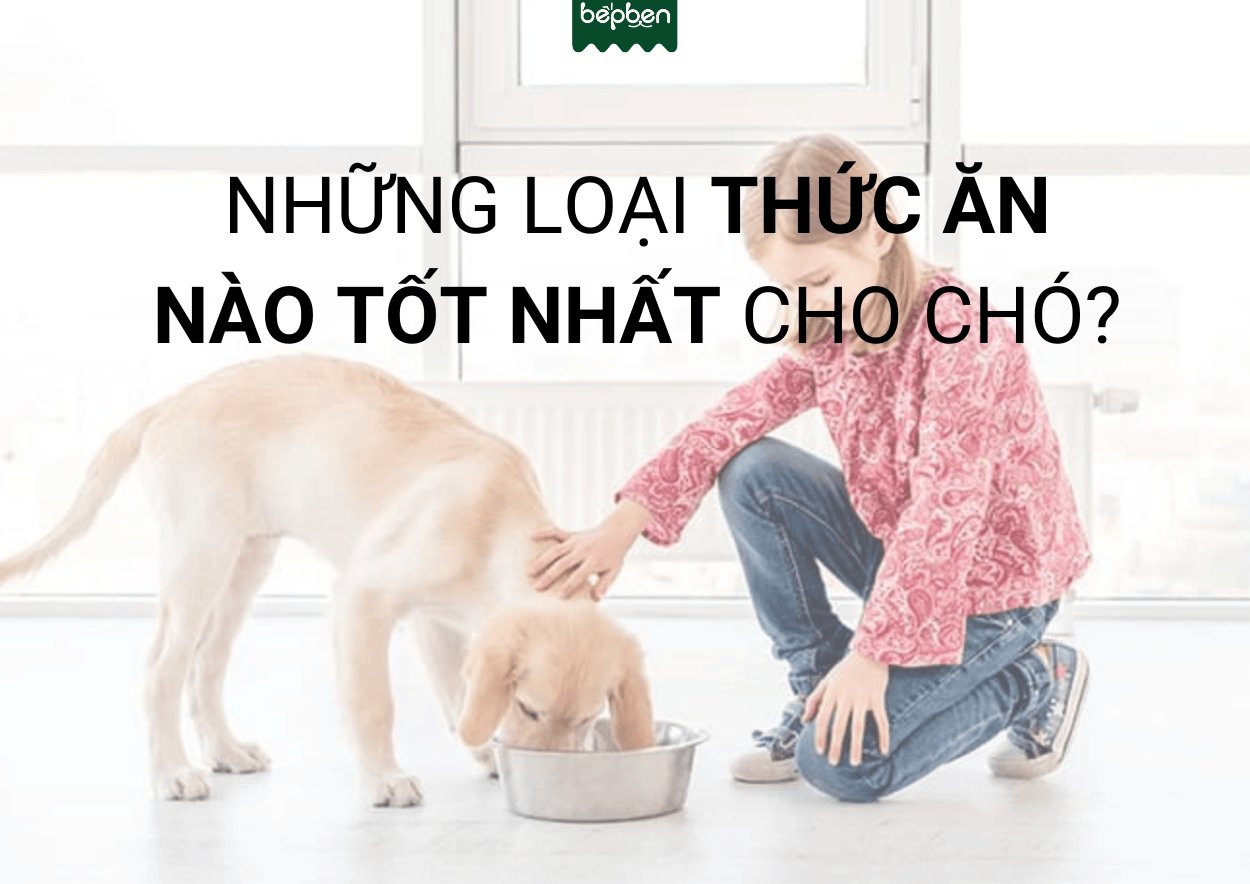THỨC ĂN CHO CHÓ CÓ NHỮNG LOẠI NÀO? ĐÂU LÀ SỰ LỰA CHỌN TỐT?