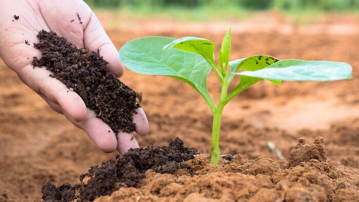 Bón phân đúng cách – Bí quyết giúp cây khỏe, năng suất cao và tiết kiệm chi phí
