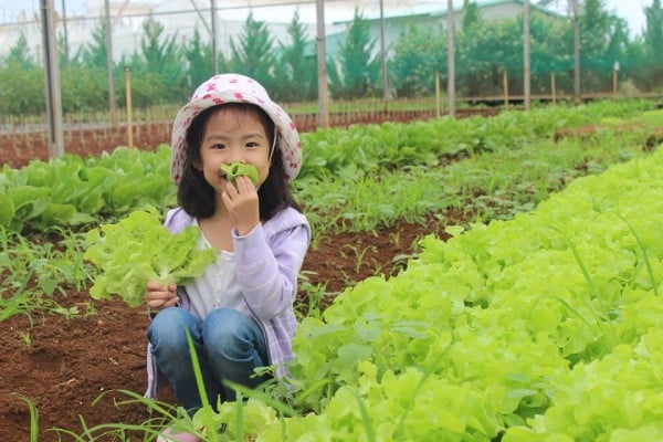 Đặc điểm nền nông nghiệp nước ta