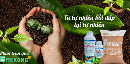 Dược liệu Sen Vàng