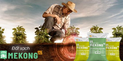 Dược liệu Sen Vàng