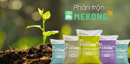 Dược liệu Sen Vàng