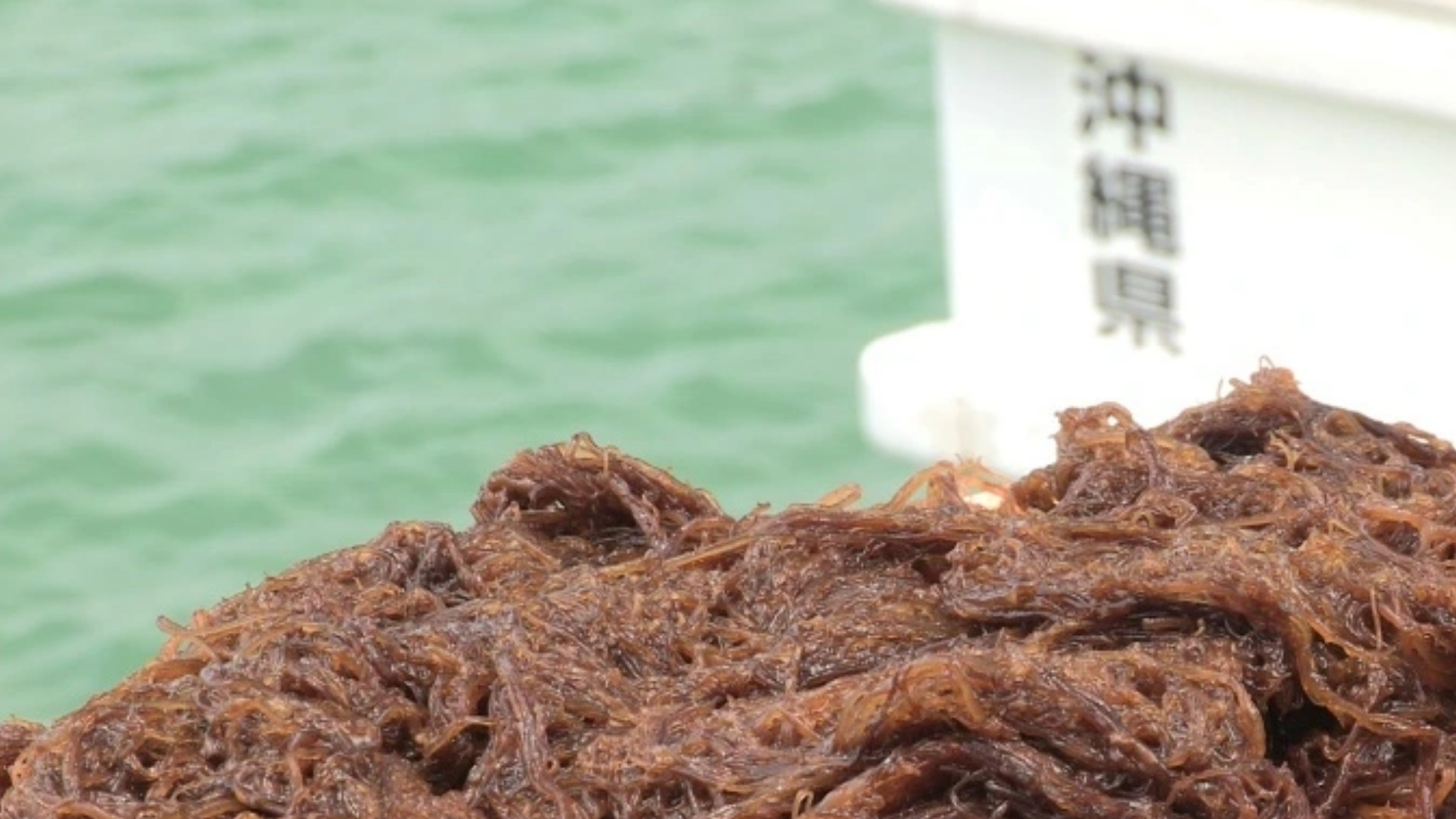 Fucoidan Nhật Bản là gì?