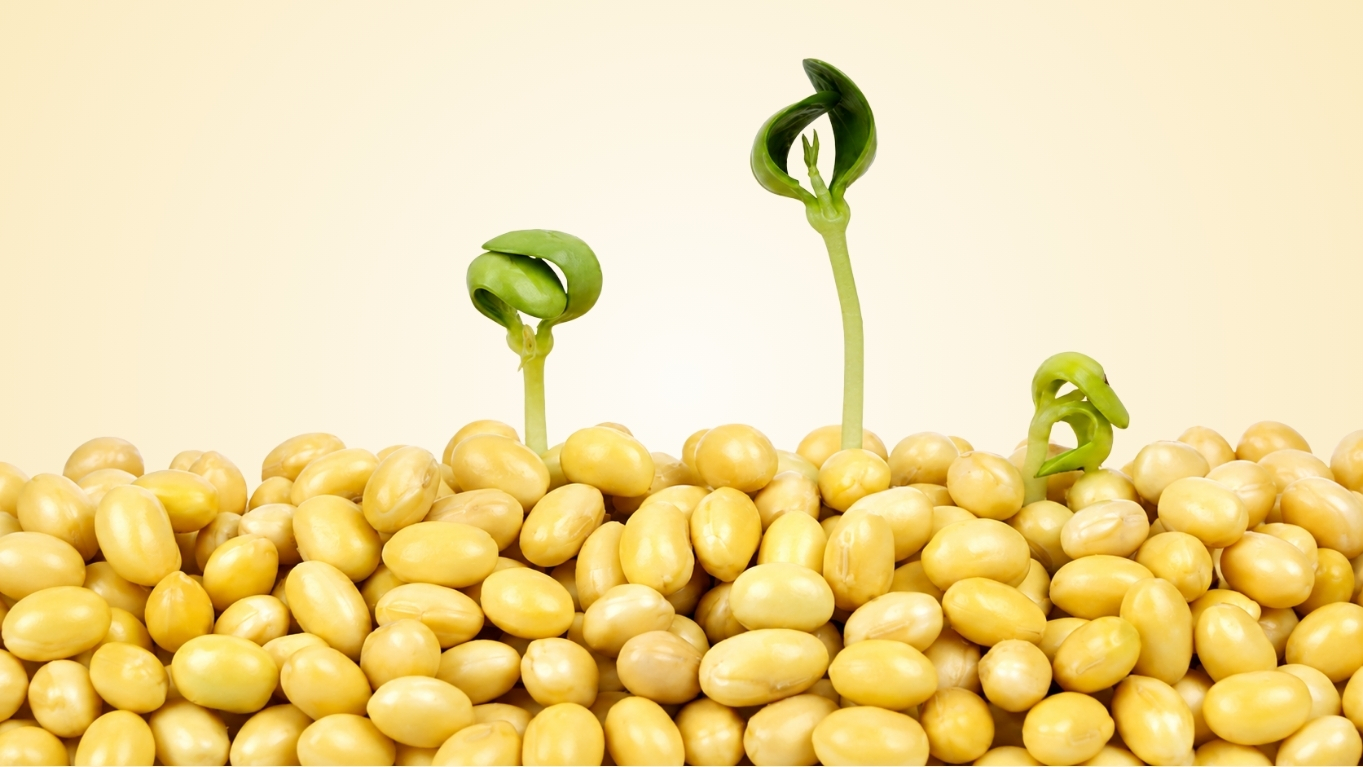 Nhóm mầm đậu nành Isoflavone