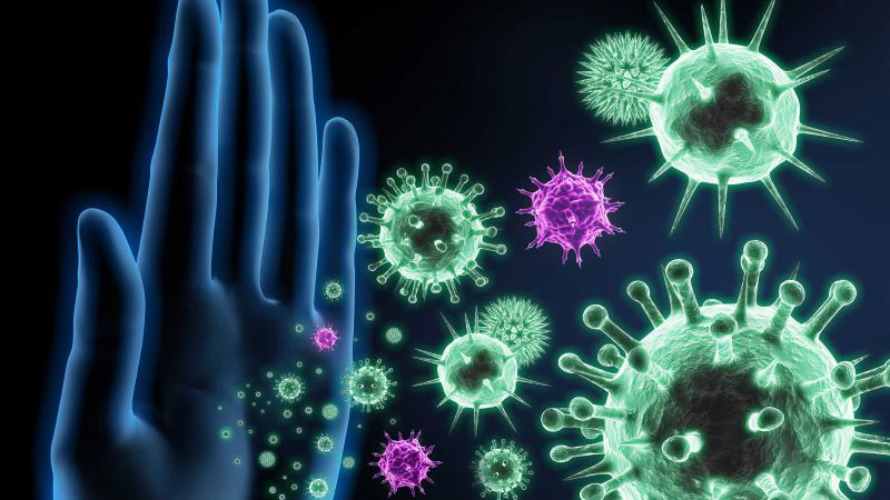 Nước uống nhau thai ngựa giúp tăng cường hệ miễn dịch