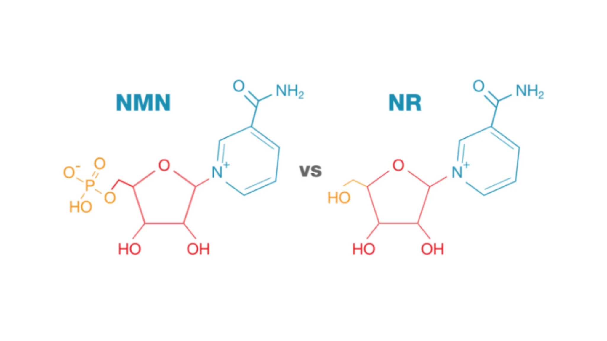 Sự khác nhau giữa NR và NMN