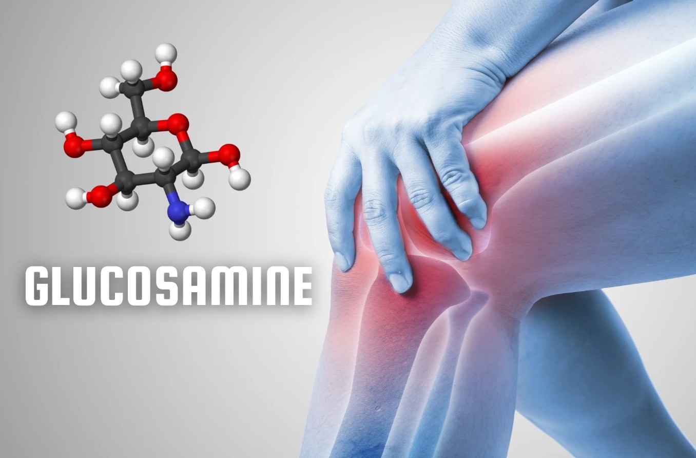 Glucosamine đóng vai trò quan trọng trong việc hình thành và sửa chữa sụn khớp
