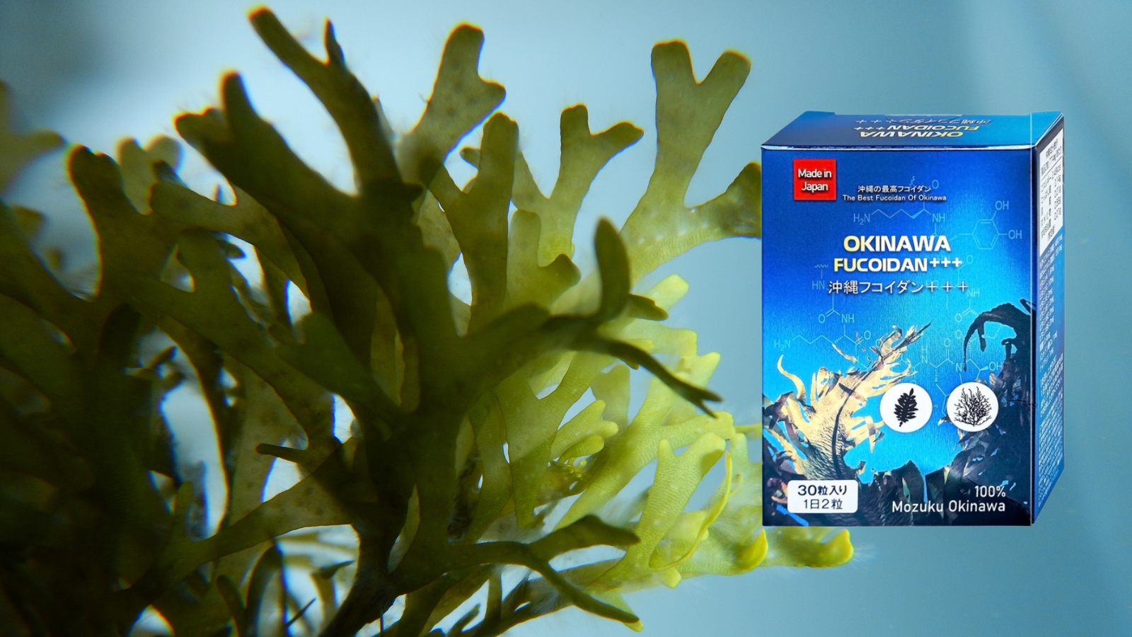 Viên uống Okinawa Fucoidan +++ Jpanwell