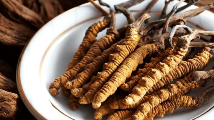 Đông trùng hạ thảo, vị thuốc bổ dùng sao cho đúng?