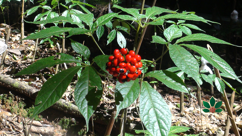 Sâm dây Ngọc Linh và những điều cần biết