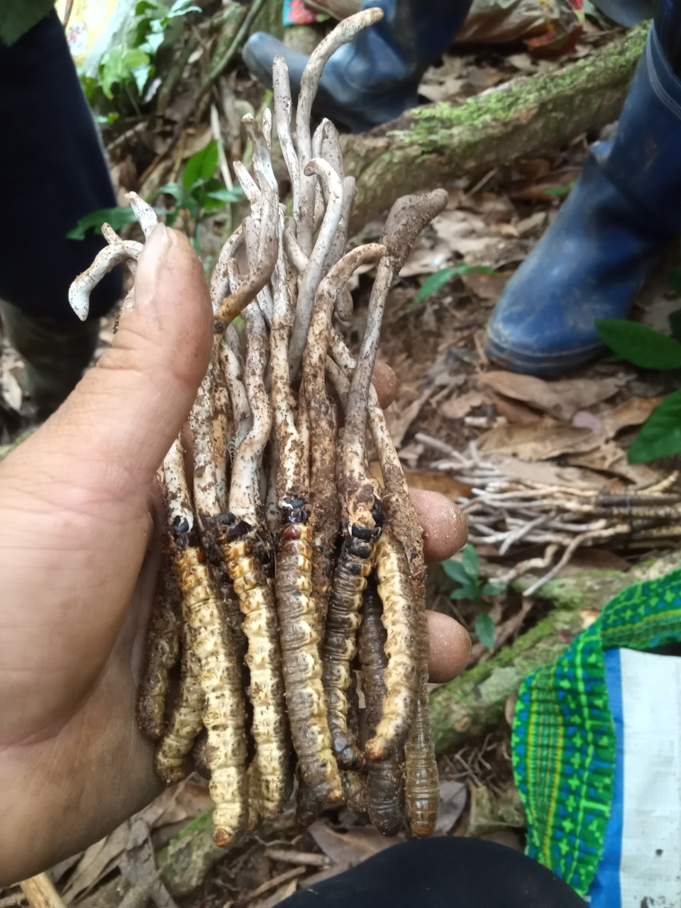 ĐÔNG TRÙNG RỪNG VIỆT NAM CÓ KHÔNG ?