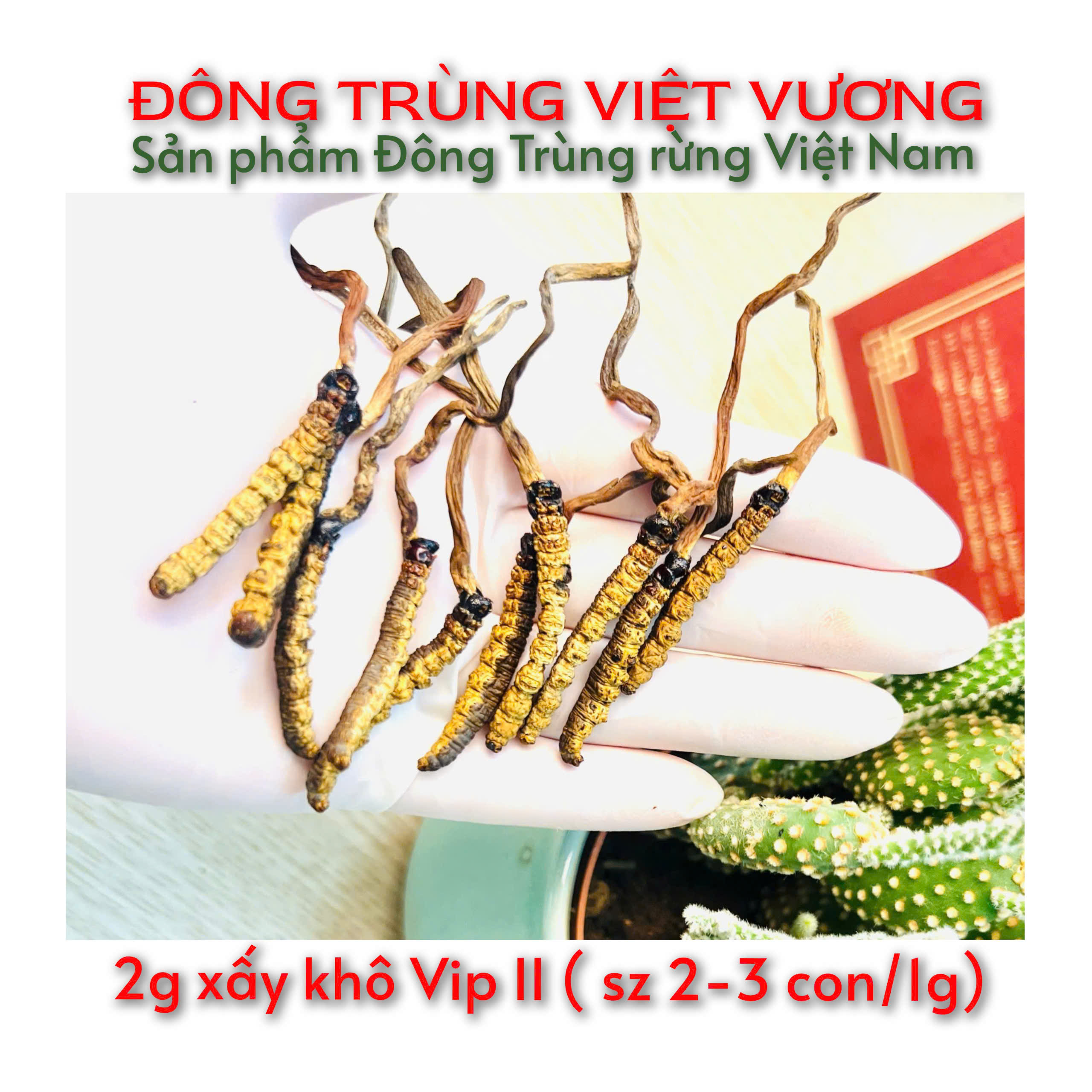 Đông Trùng Hạ Thảo Rừng VN Khô  vip 2 - 5g tặng 1g 10g tặng 2g 20g tặng 4g