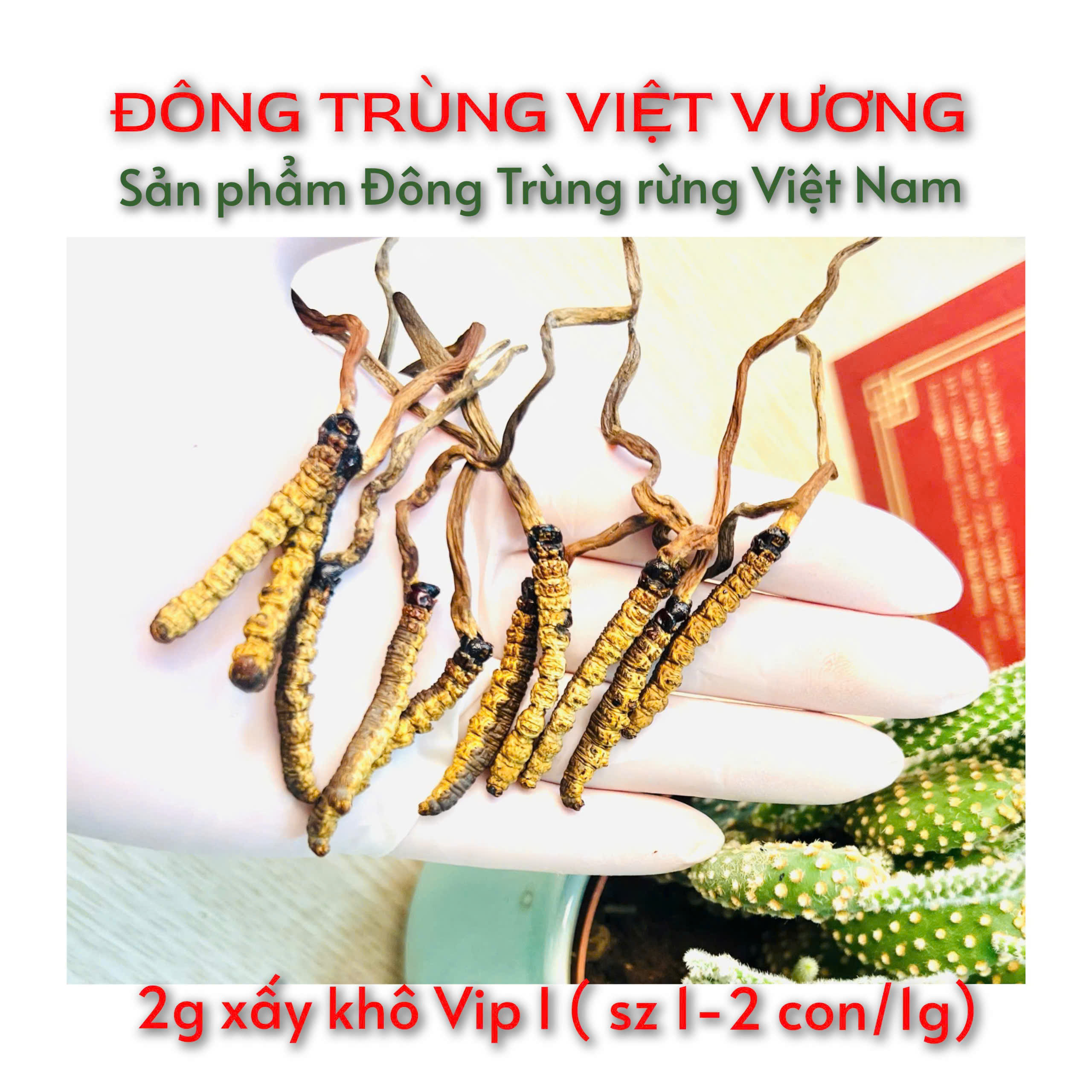 Đông Trùng Hạ Thảo Rừng Khô vip 1 - 10g-50g-100g ( Size 15)