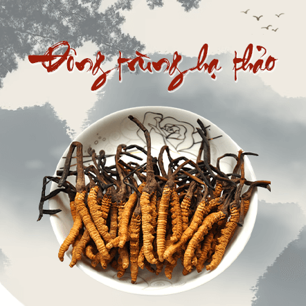 Đông trùng hạ thảo rừng