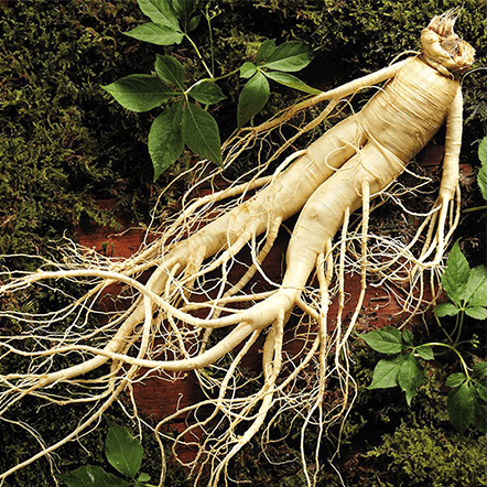 Đông trùng hạ thảo rừng