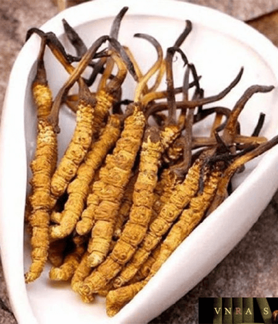 Đông trùng hạ thảo rừng