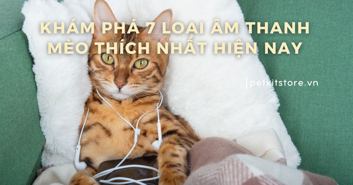 Khám phá 7 loại âm thanh mèo thích nhất hiện nay