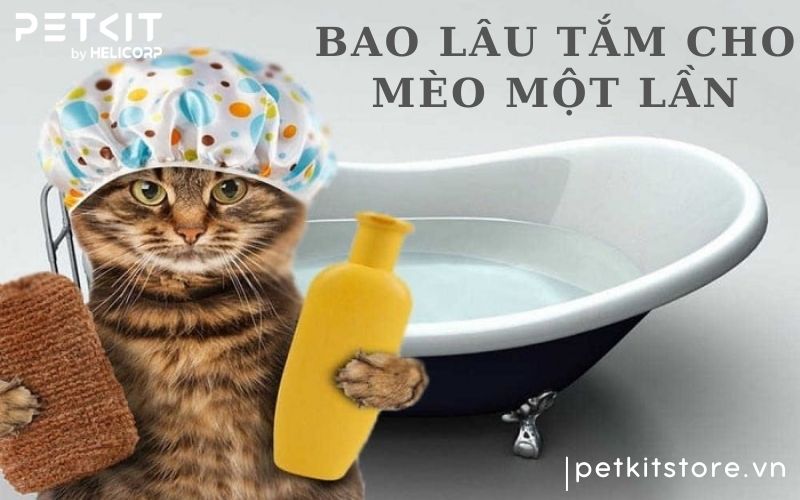 Bao lâu tắm cho mèo 1 lần? Tắm thường xuyên có tốt không
